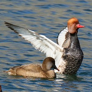 Red-crested Pochard